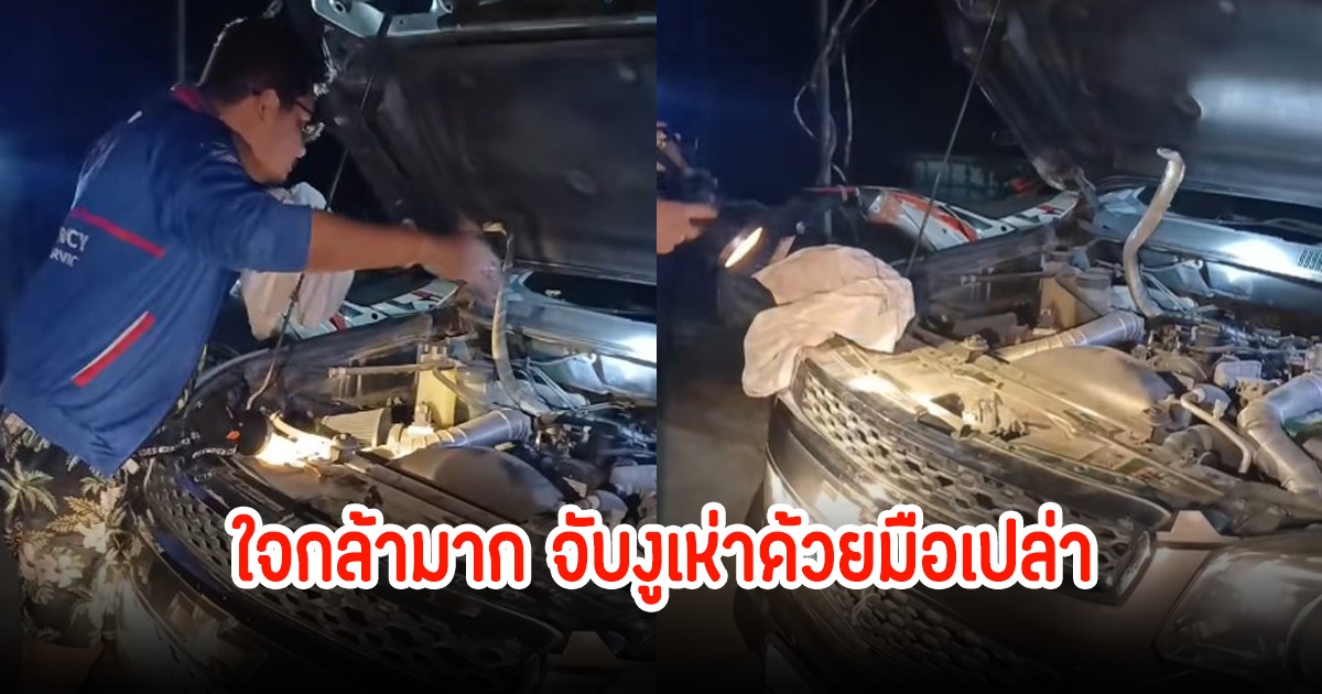 หนุ่มสุดกล้า จับงูเห่าซุกในห้องเครื่องของรถยนต์ ด้วยมือเปล่า ขนาดงูยังต้องยอม