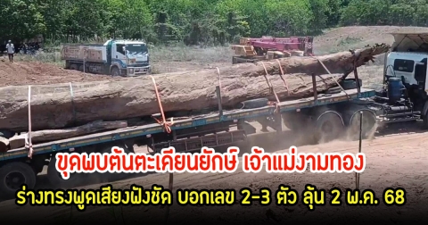 ขนลุก! ขุดพบต้นตะเคียนยักษ์ เจ้าแม่งามทอง ร่างทรงพูดเสียงฟังชัด บอกเลข 2-3 ตัว ลุ้น 2 พ.ค. 68