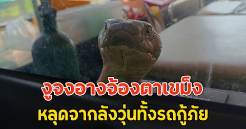 งูจงอางจ้องตาเขม็ง หลุดจากลังวุ่นทั้งรถกู้ภัย