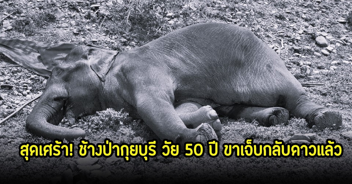 สุดเศร้า! ช้างป่ากุยบุรี วัย 50 ปี ขาเจ็บกลับดาวแล้ว หลังทีมแพทย์พยายามรักษาอาการกว่า 3 วัน