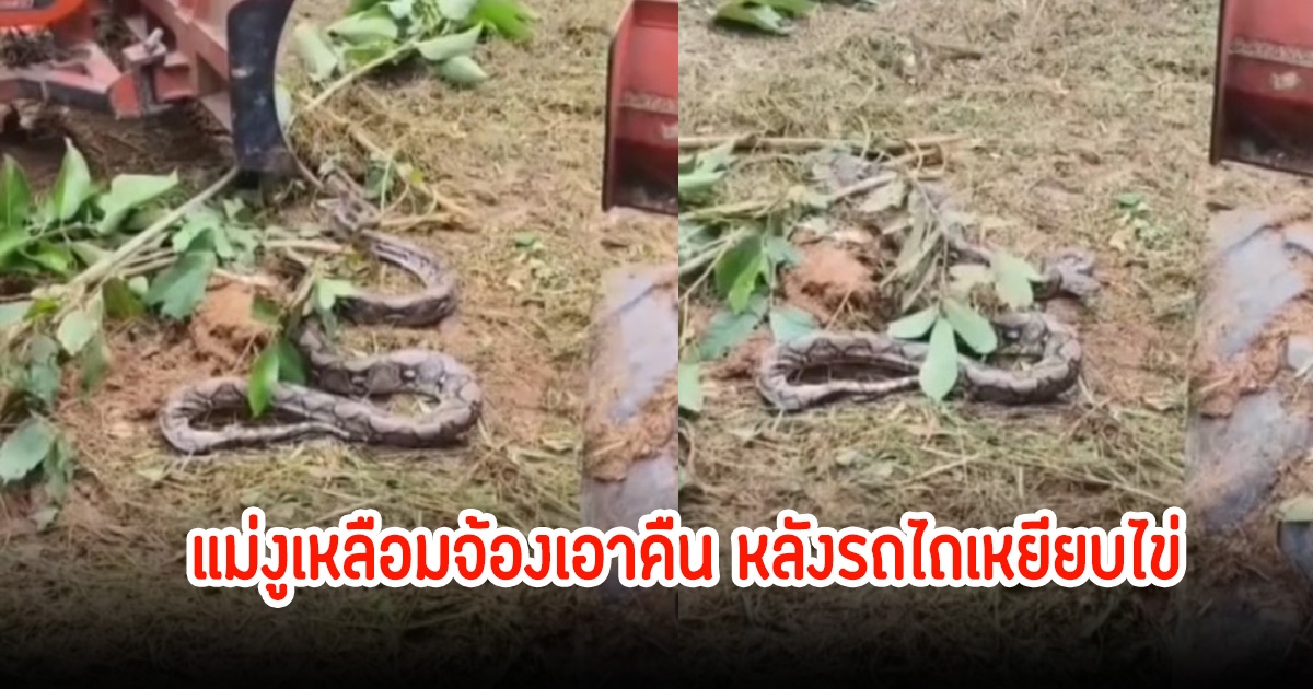 คนขับสงสารจับใจ! แม่งูเหลือมจ้องเอาคืน หลังรถไถเหยียบไข่ มองไม่เห็นเพราะอยู่ในโพรงหญ้า
