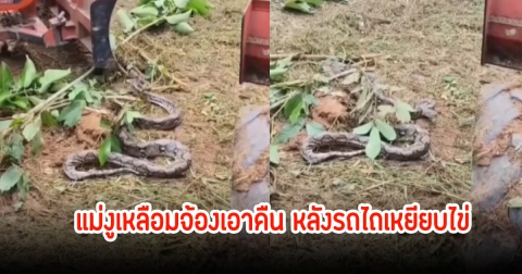 คนขับสงสารจับใจ! แม่งูเหลือมจ้องเอาคืน หลังรถไถเหยียบไข่ มองไม่เห็นเพราะอยู่ในโพรงหญ้า