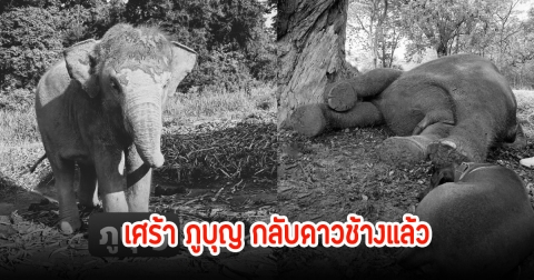 สุดเศร้า! ภูบุญ กลับดาวช้างแล้ว หลังช่วยกันปั๊มหัวใจนานกว่า 10 นาที