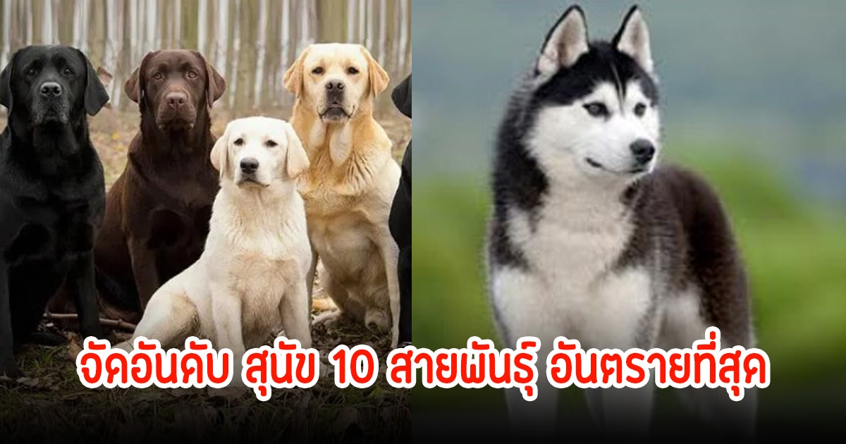 จัดอันดับ สุนัข 10 สายพันธุ์ อันตรายที่สุด บางตัวเฟรนลี่เกินจะดุ