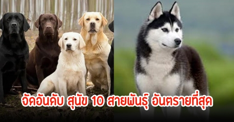 จัดอันดับ สุนัข 10 สายพันธุ์ อันตรายที่สุด บางตัวเฟรนลี่เกินจะดุ