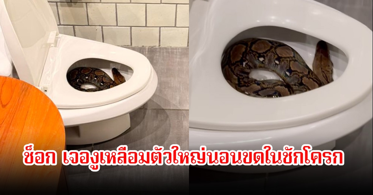 ขนลุก! ตื่นมาเข้าห้องน้ำ ตี3 เจองูเหลือมตัวใหญ่นอนขดในชักโครก