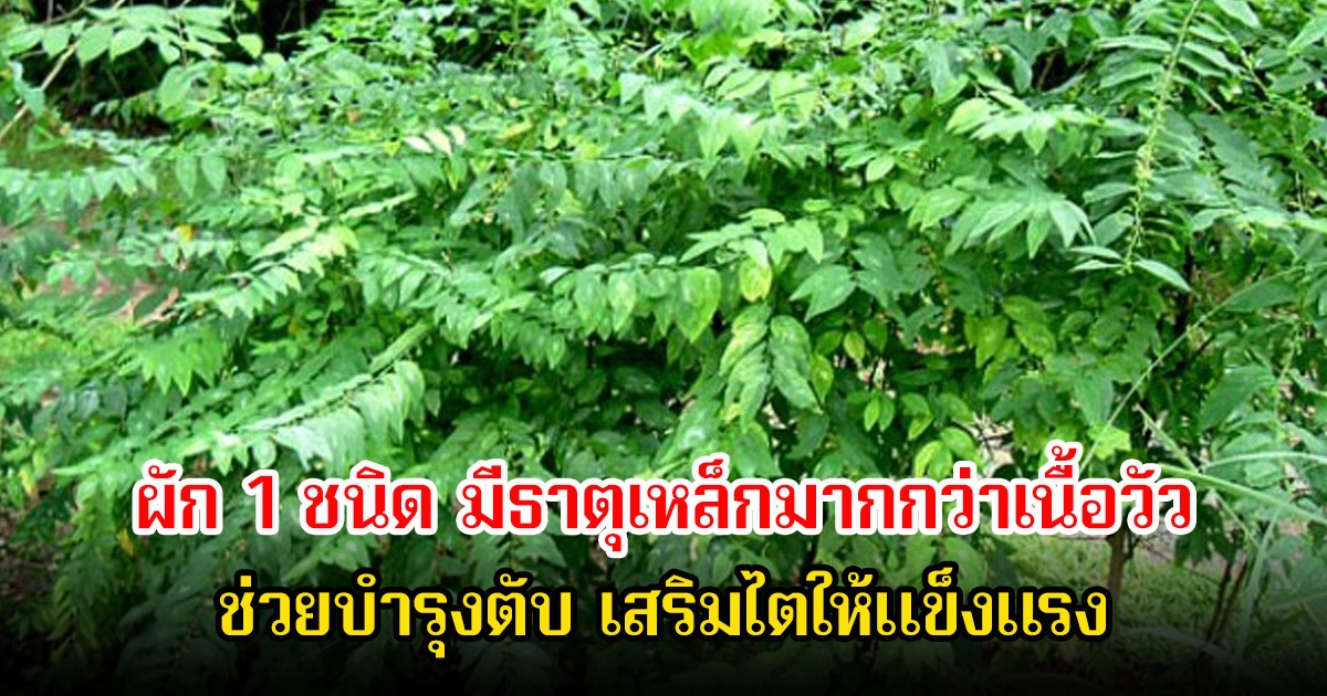 ไทยมีเพียบ! ผัก 1 ชนิด มีธาตุเหล็กมากกว่าเนื้อวัว ถูกยกย่องว่าเป็น โสมของคนจน