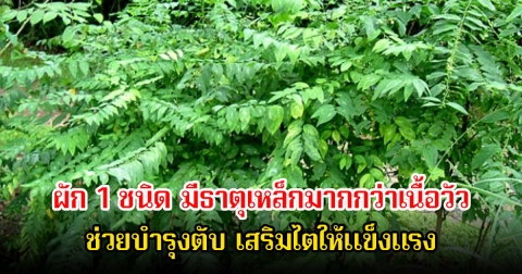 ไทยมีเพียบ! ผัก 1 ชนิด มีธาตุเหล็กมากกว่าเนื้อวัว ถูกยกย่องว่าเป็น โสมของคนจน