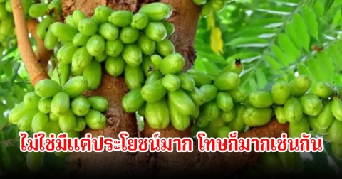 ไทยมีทั่วไป! ผลไม้พื้นบ้าน มีประโยชน์มาก แต่ก็มีโทษมากเหมือนกัน เตือนผู้ป่วยโรคไต-นิ่ว ควรหลีกเลี่ยงเด็ดขาด