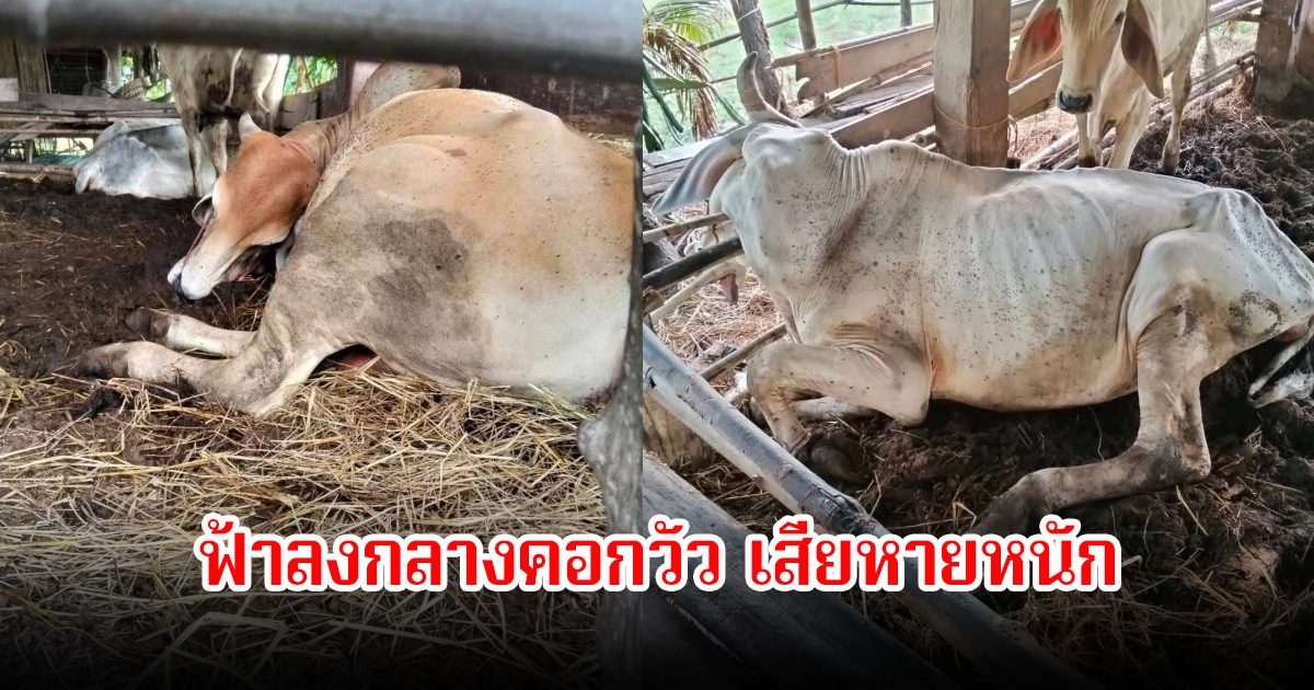 เจ้าของสลดใจ! ฟ้าผ่ากลางคอกวัว ดับ 2 ตัว เสียหายหนัก