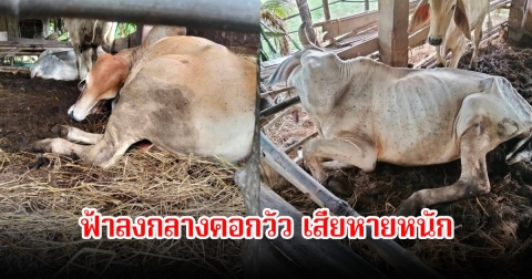 เจ้าของสลดใจ! ฟ้าผ่ากลางคอกวัว ดับ 2 ตัว เสียหายหนัก