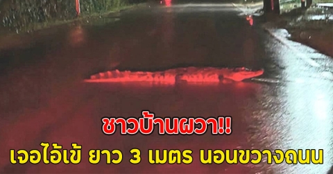 ชาวบ้านผวา!! เจอไอ้เข้ ยาว 3 เมตร นอนขวางถนน