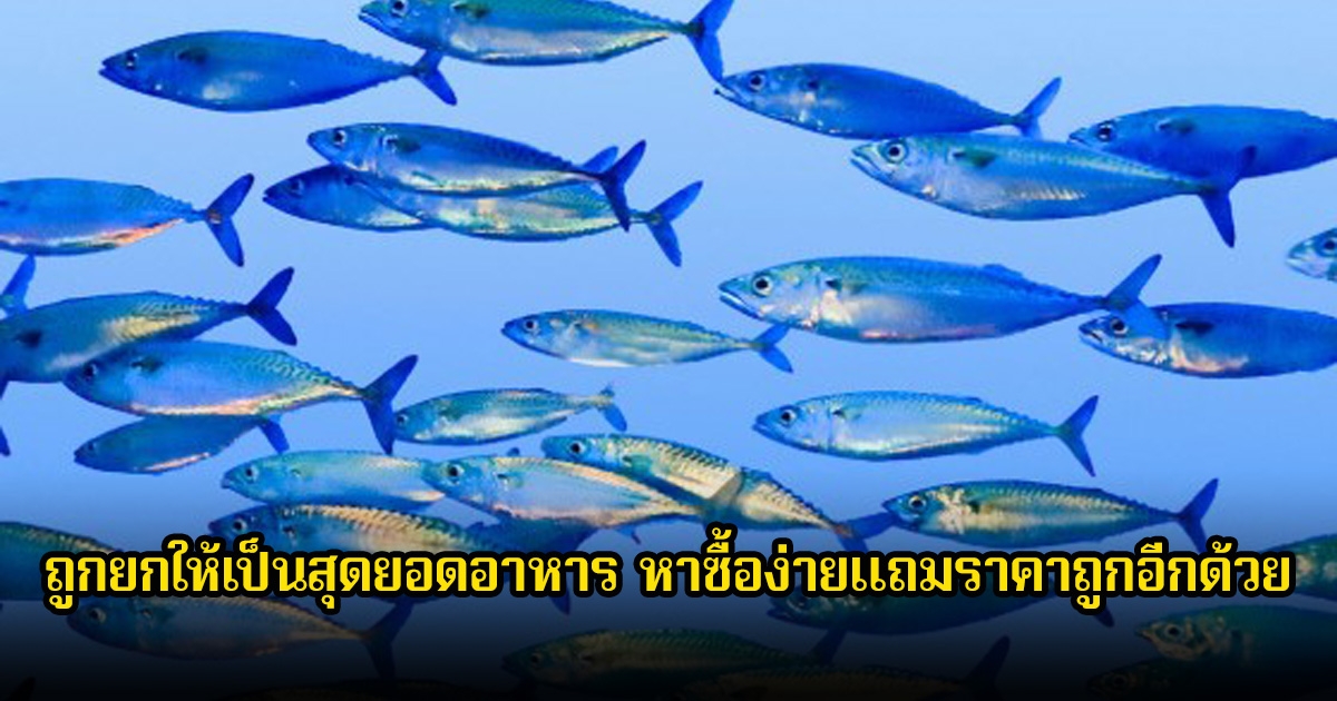 หลายคนมองข้าม! ปลาไทย ถูกยกให้เป็นสุดยอดอาหาร หาซื้อง่ายแถมราคาถูกอีกด้วย