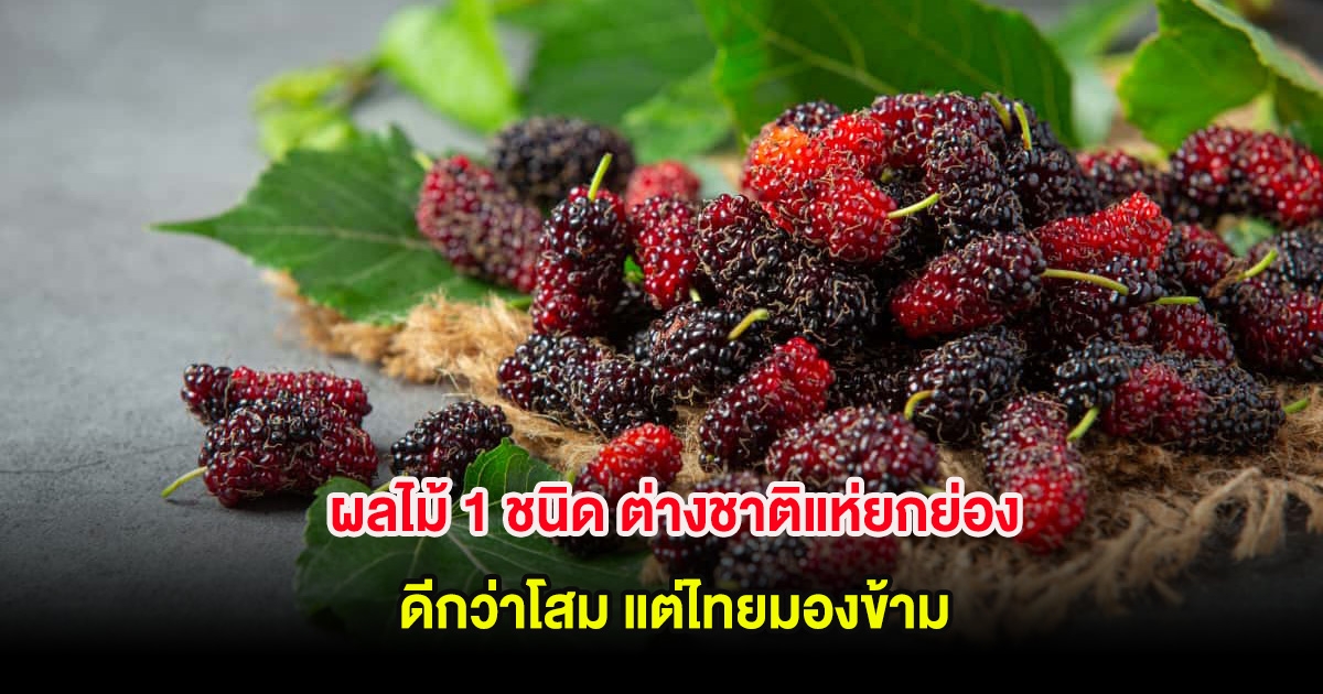 มีเยอะ! ผลไม้ 1 ชนิด ต่างชาติแห่ยกย่อง ดีกว่าโสม แต่ไทยมองข้าม