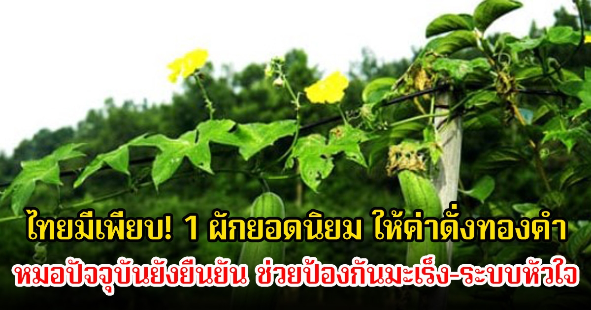 ไทยมีเพียบ! ตำราแพทย์จีนโบราณเผย 1 ผักยอดนิยม ให้ค่าดั่งทองคำ หมอปัจจุบันยังยืนยัน ช่วยป้องกันมะเร็ง-ระบบหัวใจ