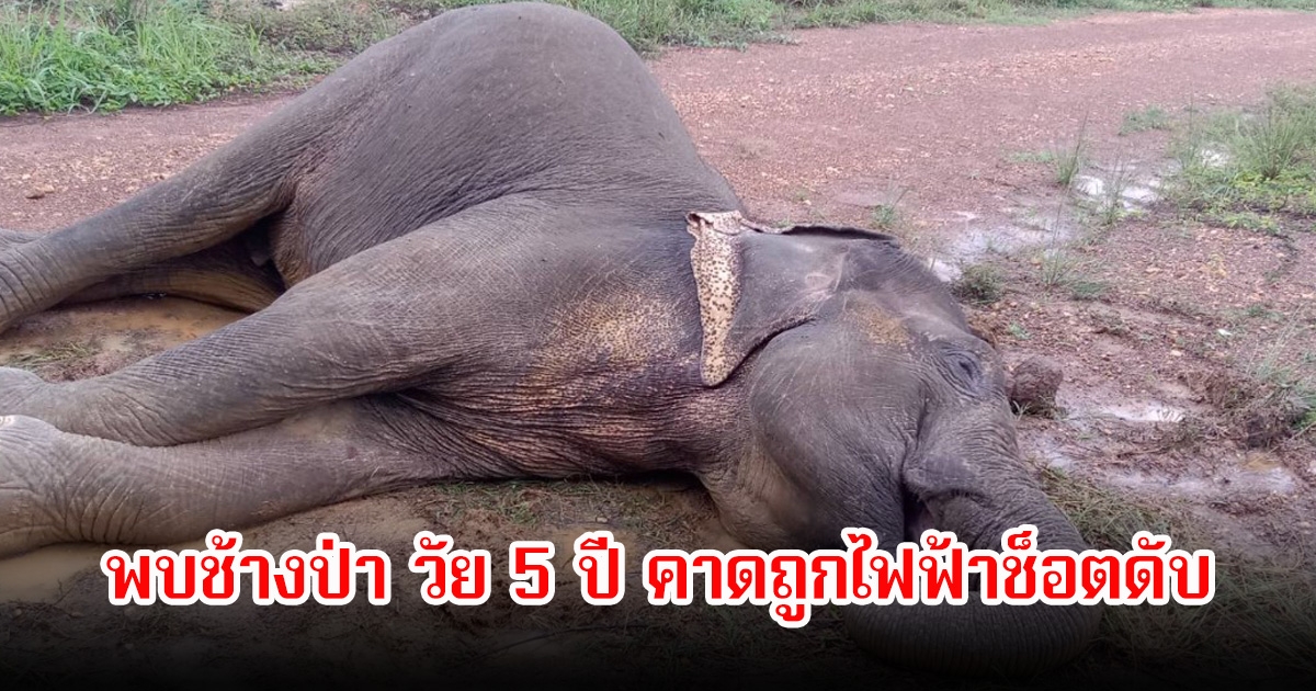 เศร้า! พบช้างป่า วัย 5 ปี คาดถูกไฟฟ้าช็อตดับ หลังออกหากิน