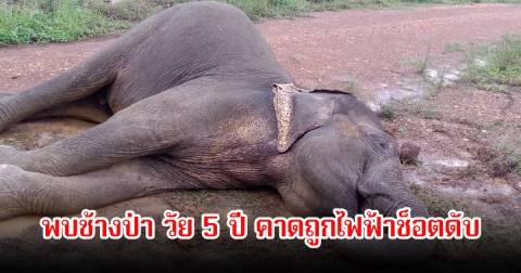 เศร้า! พบช้างป่า วัย 5 ปี คาดถูกไฟฟ้าช็อตดับ หลังออกหากิน