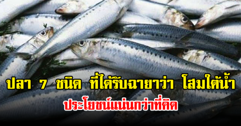 ปลา 7 ชนิด ที่ได้รับฉายาว่า โสมใต้น้ำ ประโยชน์แน่นกว่าที่คิด