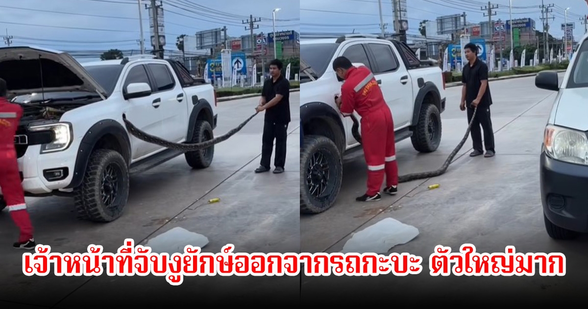 ขนลุก! เจ้าหน้าที่จับงูยักษ์ออกจากรถกะบะ เข้าไปอยู่ยังไงก่อนตัวใหญ่มาก