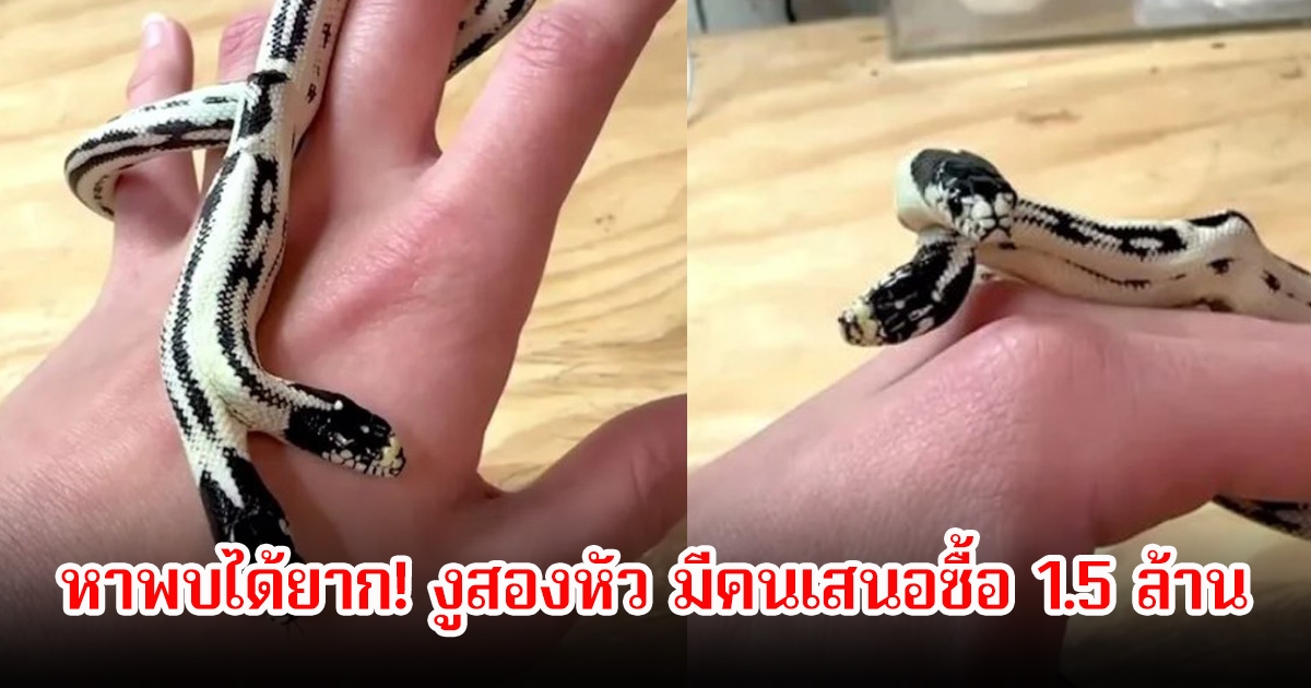 หาพบได้ยาก! งูสองหัว มีคนเสนอซื้อ 1.5 ล้าน แต่เจ้าของยืนยันไม่ขาย พร้อมเผยเหตุผล