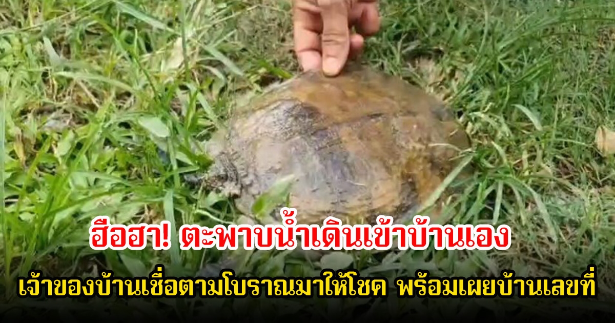 ฮือฮา! ตะพาบน้ำเดินเข้าบ้านเอง ทั้งทีบริเวณนั้นไม่มีแหล่งน้ำ เจ้าของบ้านเชื่อตามโบราณมาให้โชค พร้อมเผยบ้านเลขที่