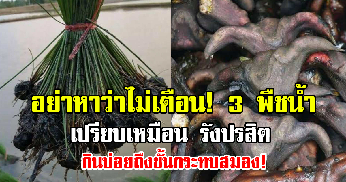 อย่าหาว่าไม่เตือน! 3 พืชน้ำ เปรียบเหมือน รังปรสิต กินบ่อยถึงขั้นกระทบสมอง!