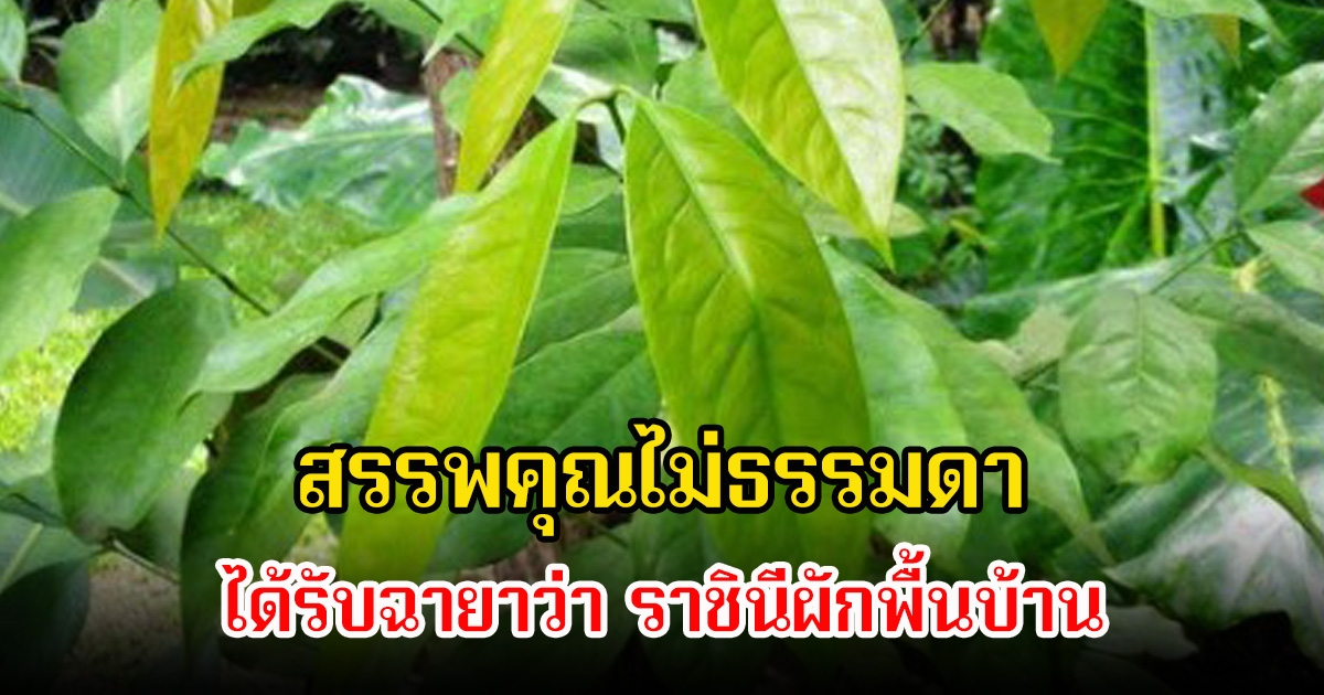 สรรพคุณไม่ธรรมดา! จนได้รับฉายา ราชินีผักพื้นบ้าน ต้านเซลล์มะเร็ง-แคลเซียมสูง กินง่ายทำอาหารอร่อยมาก