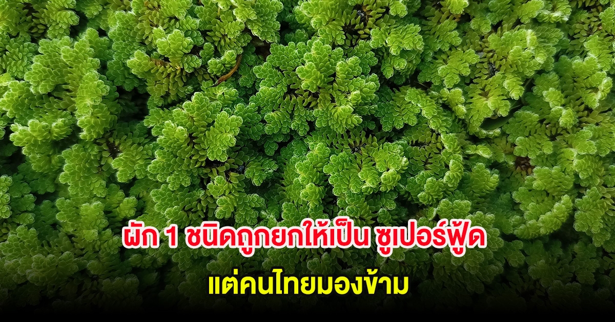 ผัก 1 ชนิดถูกยกให้เป็น ซูเปอร์ฟู้ด แต่คนไทยมองข้าม