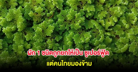 ผัก 1 ชนิดถูกยกให้เป็น ซูเปอร์ฟู้ด แต่คนไทยมองข้าม