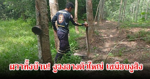 ผวาทั้งบ้าน! งูจงอางตัวใหญ่ เขมือบงูสิง รีบแจ้งทีมอสรพิษช่วยกันจับวุ่น