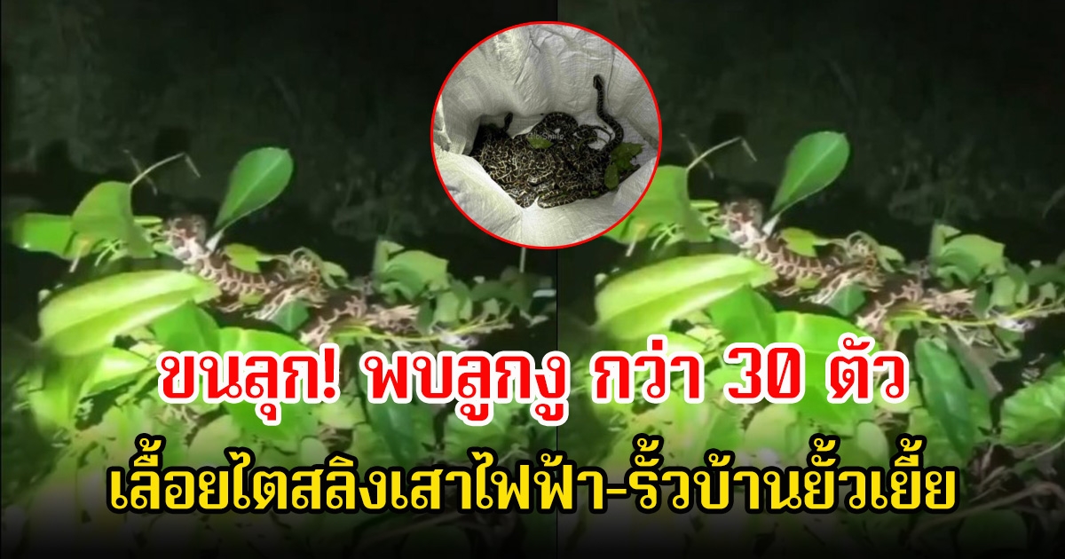 ขนลุก! พบลูกงูจำนวนมาก กว่า 30 ตัว เลื้อยไตสลิงเสาไฟฟ้า-รั้วบ้านยั้วเยี้ย แต่ไม่พบแม่งู