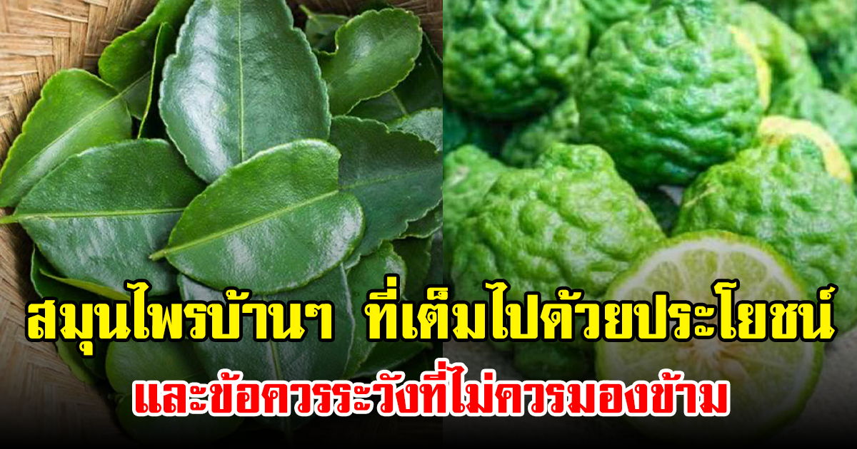 สมุนไพรบ้านๆ ที่เต็มไปด้วยประโยชน์ และข้อควรระวังที่ไม่ควรมองข้าม