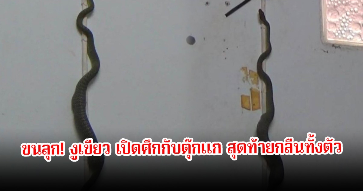 ขนลุก! งูเขียว เปิดศึกกับตุ๊กแก สุดท้ายกลืนทั้งตัว ก่อนเลื้อยปีนผนังหนีออกจากบ้าน