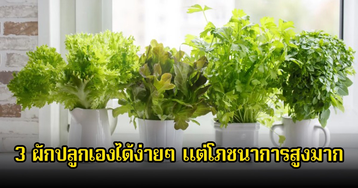 ประโยชน์เยอะมาก! 3 ผักปลูกเองได้ง่ายๆ แต่โภชนาการสูงมาก เหมาะกับคนที่มีพื้นที่จำกัด
