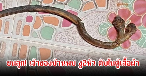 ขนลุก! เจ้าของบ้านพบ งู2หัว ดับในตู้เสื้อผ้า ทำเอาชาวบ้านประหลาดใจเพียบ