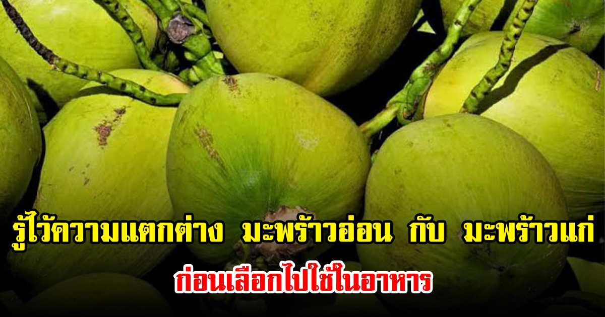 รู้ไว้ความแตกต่าง มะพร้าวอ่อน กับ มะพร้าวแก่  ก่อนเลือกไปใช้ในอาหาร