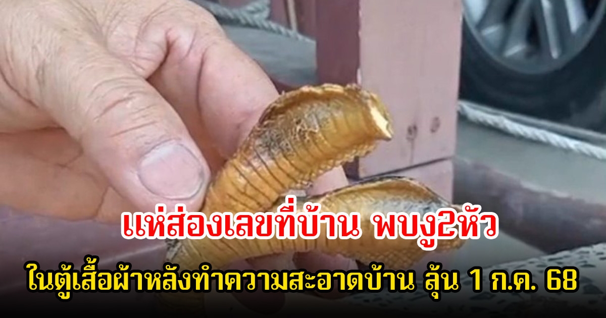 แห่ส่องเลขที่บ้าน พบงู2หัว ในตู้เสื้อผ้าหลังทำความสะอาดบ้าน ลุ้น 1 ก.ค. 68