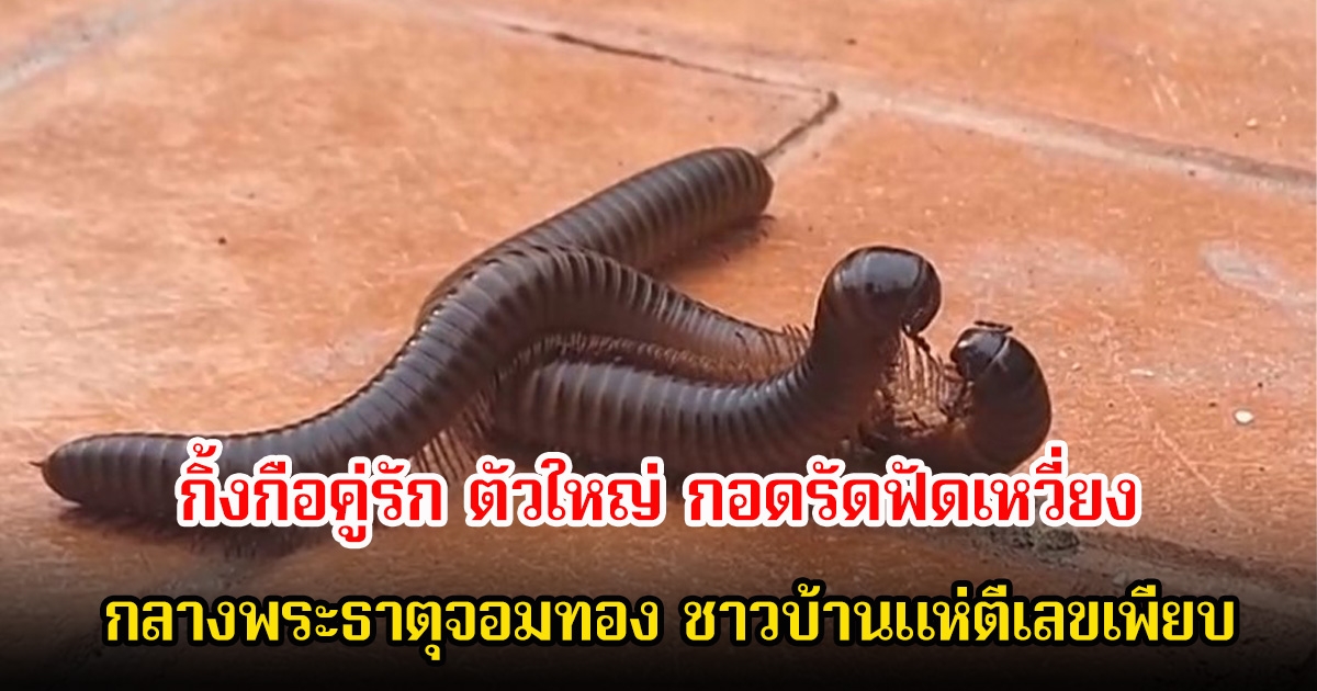 หาดูยาก กิ้งกือคู่รัก ตัวใหญ่ กอดรัดฟัดเหวี่ยงกลางพระธาตุจอมทอง ชาวบ้านแห่ตีเลขเพียบ