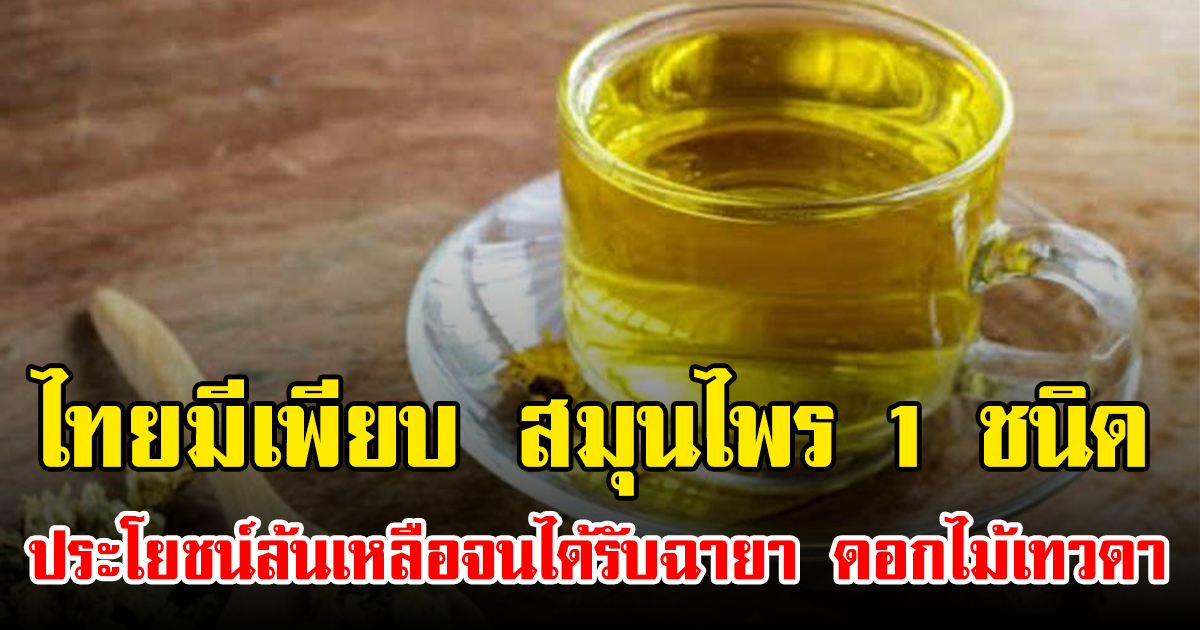 ไทยมีเพียบ สมุนไพร 1 ชนิด  ประโยชน์ล้นเหลือจนได้รับฉายา ดอกไม้เทวดา