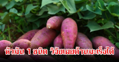 ไม่คาดคิด! หัวมัน 1 ชนิด วิจัยเผยต้านมะเร็งได้ เสริมสร้างภูมิคุ้มกัน ไทยมีเพียบแถมหาง่ายมาก