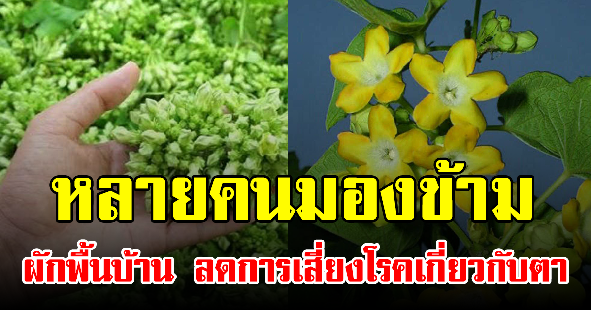 หลายคนมองข้าม ผักพื้นบ้าน ลดการเสี่ยงโรคเกี่ยวกับตา
