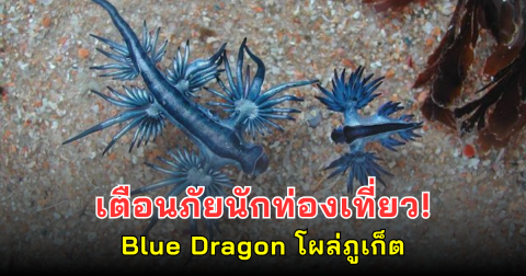 เตือนภัยนักท่องเที่ยว! Blue Dragon โผล่ภูเก็ต พิษแรงถึงขั้นเสียชีวิต