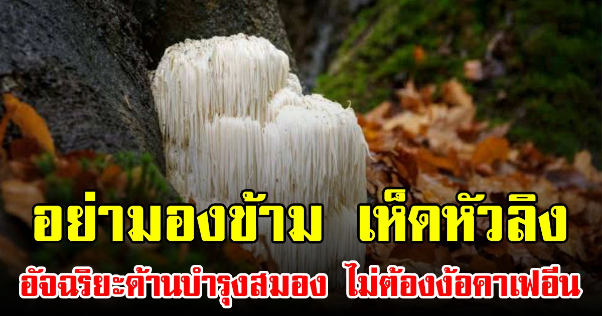 อย่ามองข้าม เห็ดหัวลิง อัจฉริยะด้านบำรุงสมอง ไม่ต้องง้อคาเฟอีน