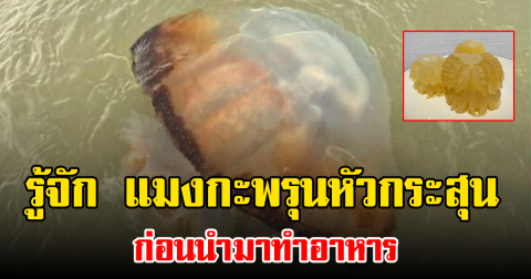 รู้จัก แมงกะพรุนหัวกระสุน พร้อมประโยชน์ และ ข้อควรระวังก่อนนำมาทำอาหาร