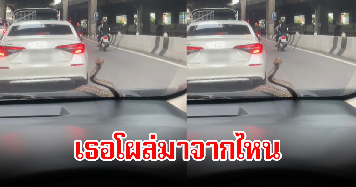 เธอโผล่มาจากไหน! สาวแทบช็อก งูเลื้อยขึ้นมาหน้าจกระจกรถกลางถนน แถมชูคอมองหน้าอีก
