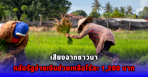 เสียงจากชาวนา หลังรัฐจ่ายเงินช่วยเหลือไร่ละ 1,200 บาท