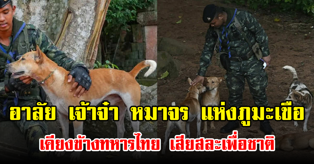 อาลัย เจ้าจ๋า หมาจร แห่งภูมะเขือ เคียงข้างทหารไทย เสียสละเพื่อชาติ