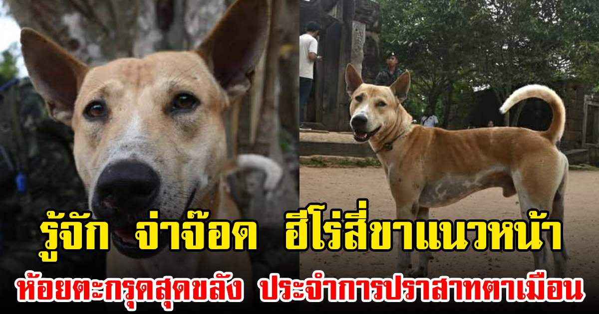 รู้จัก จ่าจ๊อด ฮีโร่สี่ขาแนวหน้า ห้อยตะกรุดสุดขลัง ประจำการปราสาทตาเมือน