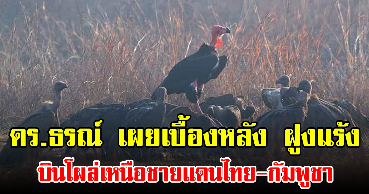 ดร.ธรณ์ เผยเบื้องหลัง ฝูงแร้ง บินโผล่เหนือชายแดนไทย-กัมพูชา