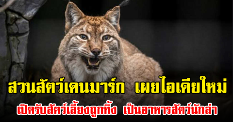สวนสัตว์เดนมาร์ก เผยไอเดียใหม่ เปิดรับสัตว์เลี้ยงถูกทิ้ง เป็นอาหารสัตว์นักล่า (ข่าวต่างประเทศ)